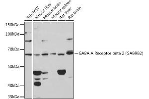 Western blot analysis of extracts of various cell lines, using GABA A Receptor beta 2 (G) (G) Rabbit mAb (ABIN7267342) at 1:1000 dilution. (GABRB2 anticorps)