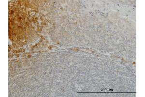 Immunoperoxidase of monoclonal antibody to FGF21 on formalin-fixed paraffin-embedded human tonsil.