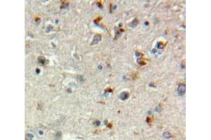 Used in DAB staining on fromalin fixed paraffin-embedded Brain tissue (TGFBR3 anticorps  (AA 469-724))