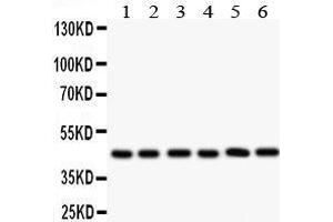 Anti- IL2RA antibody, Western blotting All lanes: Anti IL2RA  at 0. (CD25 anticorps  (N-Term))