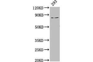 Western Blot Positive WB detected in: 293 whole cell lysate All lanes: LAS1L antibody at 3. (LAS1L anticorps  (AA 490-565))