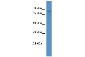 Western Blot showing Scel antibody used at a concentration of 1. (SCEL anticorps  (C-Term))