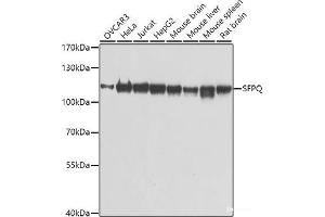 Western blot analysis of extracts of various cell lines using SFPQ Polyclonal Antibody at dilution of 1:1000. (SFPQ anticorps)