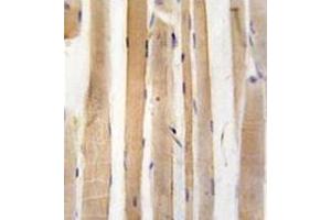 anti-Autophagy related 4A Cysteine Peptidase (ATG4A) (AA 369-398), (C-Term) antibody