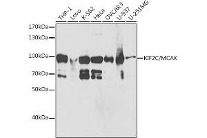 Western blot analysis of extracts of various cell lines, using KIF2C/MCAK antibody (ABIN6128155, ABIN6142869, ABIN6142870 and ABIN6221103) at 1:1000 dilution. (KIF2C anticorps  (AA 1-190))