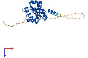 AlphaFold protein structure predicition of Human Recombinant NAA11 Protein, UniprotID Q9BSU3