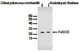 Image no. 1 for anti-Chloroplastic Fe-Dependent Superoxide Dismutase (FeSOD) antibody (ABIN2749232)