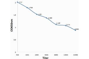Antigen: 0. (MEF2A anticorps  (pThr312))