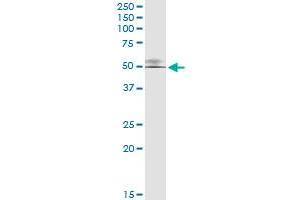 Immunoprecipitation of GTF2H4 transfected lysate using anti-GTF2H4 MaxPab rabbit polyclonal antibody and Protein A Magnetic Bead , and immunoblotted with GTF2H4 purified MaxPab mouse polyclonal antibody (B02P) .