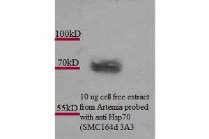 Western Blot analysis of Artemia franciscanna (brine shrimp) cell lysates showing detection of Hsp70 protein using Mouse Anti-Hsp70 Monoclonal Antibody, Clone 3A3 . (HSP70 anticorps  (PE))