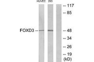 Western blot analysis of extracts from HuvEc/293 cells, using FOXD3 Antibody. (FOXD3 anticorps  (AA 211-260))