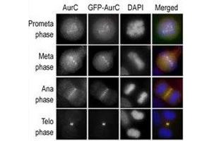 Immunofluorescence staining of HeLa cells expressing GFP-Aurora-C performed at different cellular mitotic stages with the A) Aurora-C antibody, B) GFP fluorescence, C) DAPI nuclear staining, and D) anti-Aurora C merged to DAPI staining.