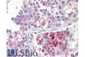 ABIN570831 (5µg/ml) staining of paraffin embedded Human Testis. (SPAG16 anticorps  (Internal Region))