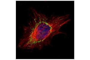 ICC/IF Image Confocal immunofluorescence analysis (Olympus FV10i) of methanol-fixed HeLa, using AP1S2, antibody (Green) at 1:500 dilution.