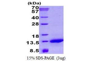 Image no. 1 for NADH Dehydrogenase (Ubiquinone) 1 alpha Subcomplex, 2, 8kDa (NDUFA2) (AA 1-99) protein (His tag) (ABIN1098431)
