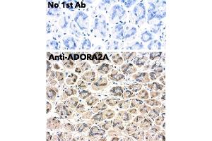 Immunohistochemistry (IHC) image for anti-Adenosine A2a Receptor (ADORA2A) (C-Term) antibody (ABIN7272985)