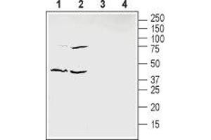 Western blot analysis of mouse enriched brain membranes (lanes 1 and 3) and human HT-29 colon adenocarcinoma cells lysate (lanes 2 and 4): - 1,2. (Ephrin B1 anticorps  (Extracellular Domain))