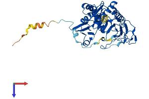 AlphaFold protein structure predicition of Human Recombinant GALT Protein, UniprotID P07902