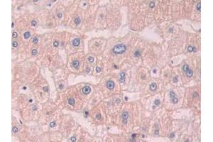 Used in DAB staining on fromalin fixed paraffin- embedded brain tissue