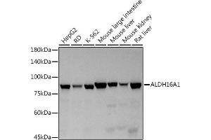 Western blot analysis of extracts of various cell lines, using (ABIN7265537) at 1:500 dilution. (ALDH16A1 anticorps)