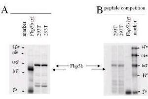 Western blot using  affinity purified anti-Fbp5B antibody. (FBXO43 anticorps  (AA 466))