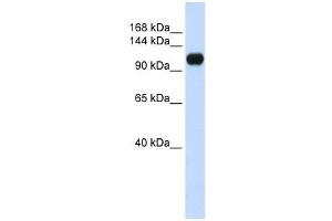 KIAA0692 antibody used at 1 ug/ml to detect target protein. (ANKLE2 anticorps  (Middle Region))