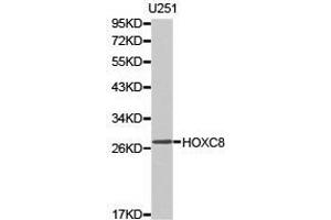 Western Blotting (WB) image for anti-Homeobox C8 (HOXC8) antibody (ABIN1873076) (HOXC8 anticorps)