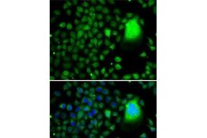Immunofluorescence analysis of A-549 cells using TAF5 Polyclonal Antibody (TAF5 anticorps)