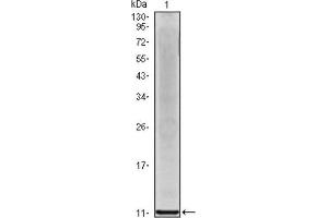 Western Blotting (WB) image for anti-Interleukin 8 (IL8) antibody (ABIN1844064) (IL-8 anticorps)