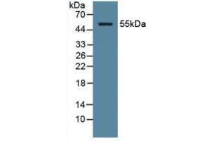 Figure. (ODC1 anticorps  (AA 15-259))