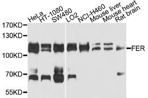 Western blot analysis of extracts of various cell lines, using FER antibody.