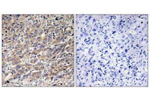Immunohistochemistry (IHC) image for anti-COX17 Cytochrome C Oxidase Assembly Protein 17 (COX17) (N-Term) antibody (ABIN1850318) (COX17 anticorps  (N-Term))