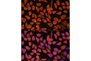 Immunofluorescence analysis of L929 cells using PDXP Rabbit pAb (ABIN7269758) at dilution of 1:100.