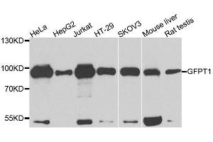 Western blot analysis of extracts of various cell lines, using GFPT1 antibody. (GFPT1 anticorps  (AA 1-150))