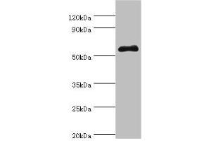 Western blot All lanes: SEMG1 antibody at 4 μg/mL + Mouse gonad tissue Secondary Goat polyclonal to rabbit IgG at 1/10000 dilution Predicted band size: 53, 46 kDa Observed band size: 53 kDa (SEMG1 anticorps  (AA 24-310))