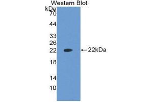 Western Blotting (WB) image for anti-Vascular Endothelial Growth Factor A (VEGFA) (AA 27-190) antibody (ABIN1860928) (VEGFA anticorps  (AA 27-190))