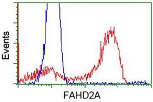 HEK293T cells transfected with either RC211128 overexpress plasmid (Red) or empty vector control plasmid (Blue) were immunostained by anti-FAHD2A antibody (ABIN2453023), and then analyzed by flow cytometry. (FAHD2A anticorps)