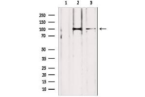 Western blot analysis of extracts from various samples, using LONP1 antibody.