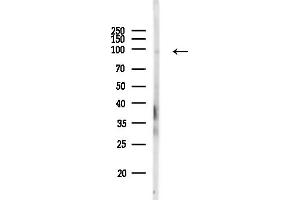 Western blot analysis of lysates from RAW264.