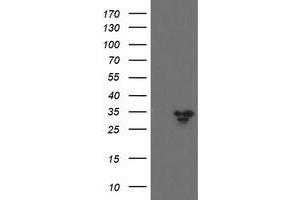 Image no. 2 for anti-Src-like-adaptor 2 (SLA2) antibody (ABIN1500946) (SLAP2 anticorps)