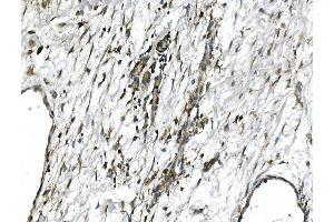 IHC analysis of GNG4 using anti-GNG4 antibody (ABIN7599461).