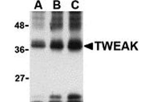 Western Blotting (WB) image for anti-Tumor Necrosis Factor (Ligand) Superfamily, Member 12 (TNFSF12) antibody (ABIN1031713) (TWEAK anticorps)