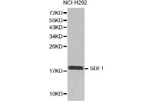 Western blot analysis of extracts of NCI-H292 cell line lysates, using CXCL12 antibody. (CXCL12 anticorps)