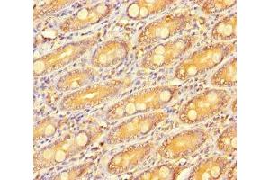 Immunohistochemistry of paraffin-embedded human small intestine tissue using ABIN7166936 at dilution of 1:100 (R-Spondin 3 anticorps  (AA 22-272))