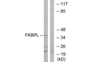 Western blot analysis of extracts from Jurkat cells, using FKBPL antibody. (FKBPL anticorps)