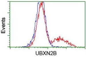 Image no. 1 for anti-UBX Domain Protein 2B (UBXN2B) antibody (ABIN1501659) (UBXN2B anticorps)