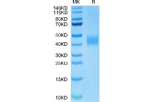 Biotinylated Human B7-H3 on Tris-Bis PAGE under reduced condition.