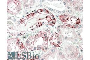 ABIN1781864 (5µg/ml) staining of paraffin embedded Human Kidney.