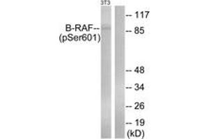 Western blot analysis of extracts from NIH-3T3 cells treated with EGF 200ng/ml 30', using B-RAF (Phospho-Ser602) Antibody. (SNRPE anticorps  (pSer602))