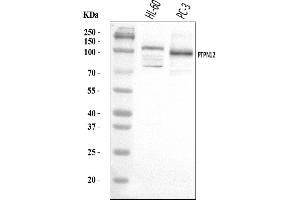 Western blot analysis of PTPN12 using anti-PTPN12 antibody (ABIN7601051).